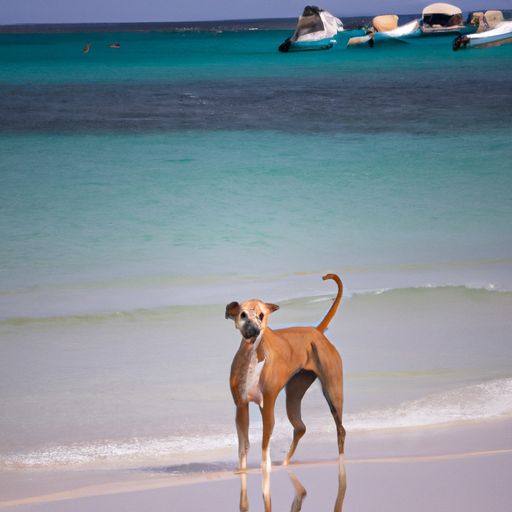 pet friendly beach hotels near me